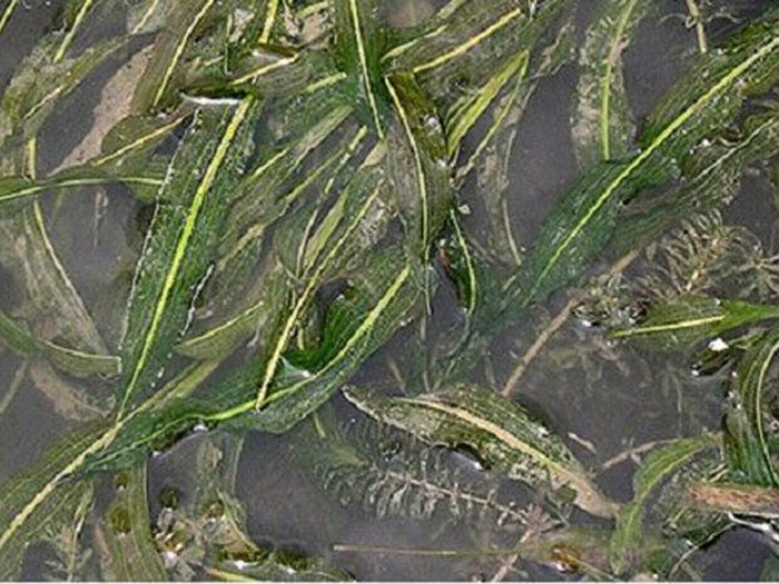 沉水植物马来眼子菜